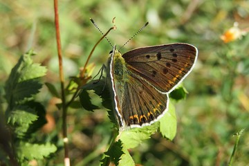 Brown polyommatus butterfly in the meadow, closeup