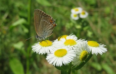 Beautiful brown polyommatus butterfly on erigeron flowers in the meadow, closeup