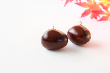 栗の実（白背景）