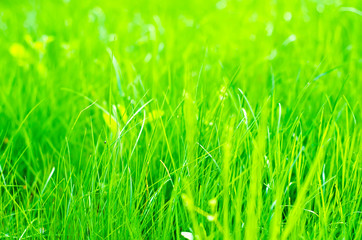 green grass