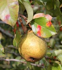 Pear rust or Gymnosporangium sabinae on leaves and ripe pear fruit on branch