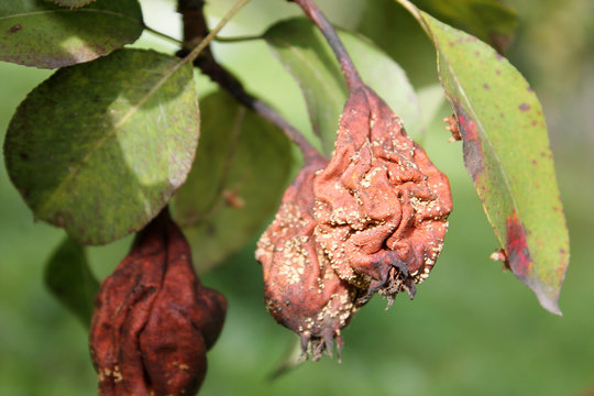Brown fruit rot of pear caused by Monilia ascomycete fungus