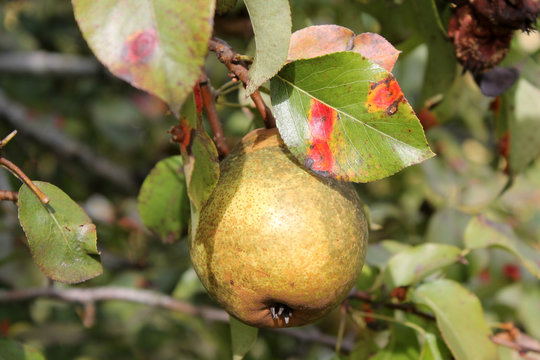Pear rust or Gymnosporangium sabinae on leaves and ripe pear fruit on branch