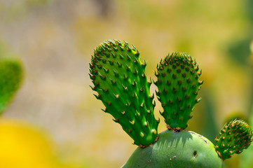 Cactus close up