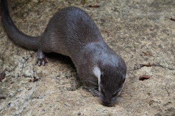 カワウソが正面に顔を向けている