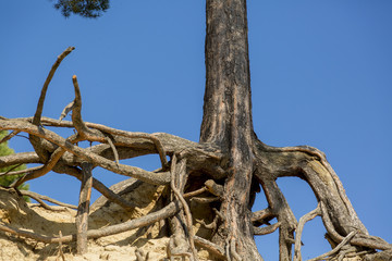 The mighty roots of an old cedar on top of a hill