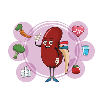 Kidney Cartoon Images – Browse 7,720 Stock Photos, Vectors, and Video |  Adobe Stock