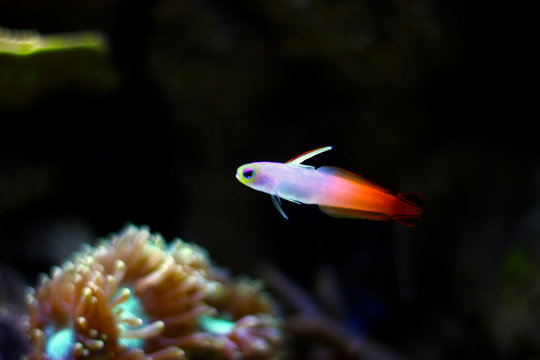 Firefish goby (Nemateleotris magnifica)  