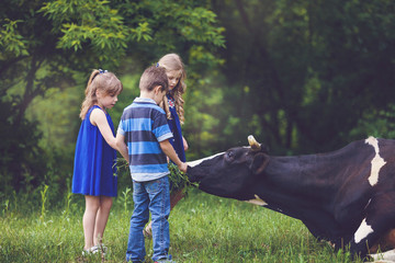 Farmer children feeding cow with green grass. Cow grazing near the farm