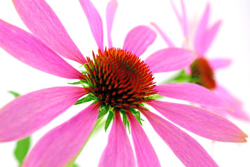 Isolated Echinacea Plant.