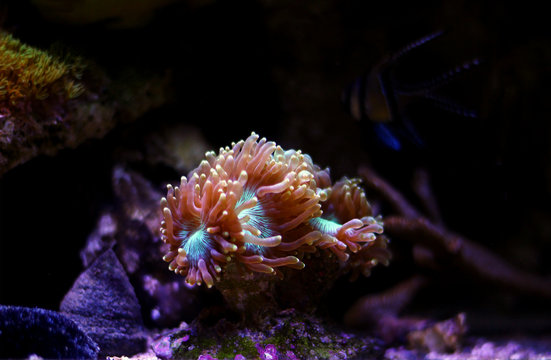Elegance LPS coral - Catalaphyllia Jardinei