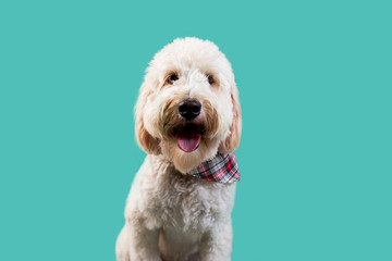 Golden Doodle Dog on Isolated Colored Background