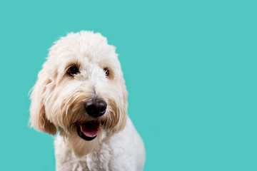 Golden Doodle Dog on Isolated Colored Background