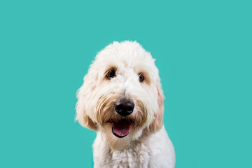 Golden Doodle Dog on Isolated Colored Background