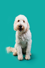 Golden Doodle Dog on Isolated Colored Background