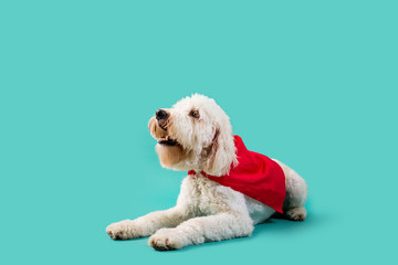 Dog wearing superhero cape on isolated background