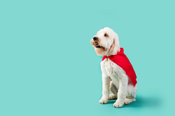 Dog wearing superhero cape on isolated background