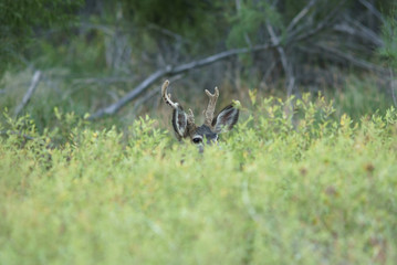 Young Mule Deer Buck Peeks but Antlers Reveal