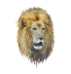 Lion head watercolor