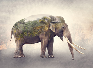 Double exposure of elephant and palm trees