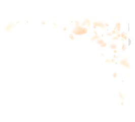Yellow orange flower petals falling down. Favorable romantic flowers corner. Flying petal on white s