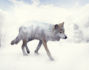 Double exposure of wolf in the winter