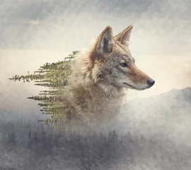 Foto op Canvas Double exposure of coyote portrait and pine forest © SunnyS