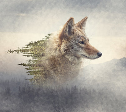 Double exposure of coyote portrait and pine forest - Powered by Adobe