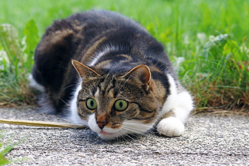 Eine kleine Katze auf dem Boden kurz vor dem Angriff