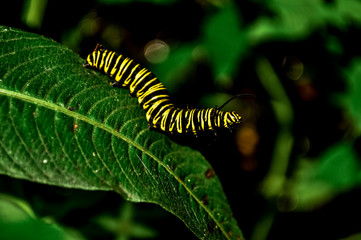 caterpillar on leaf
