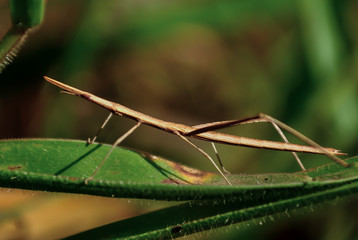 Bicho pau