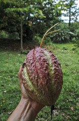 Unripe cacao fruit