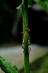 Grasshopper of the Brazil