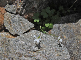 Flowers of Caucasus mountains