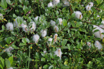 Flowering willow in Caucasian reserve