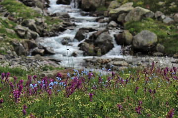 Flowers on the Imeretinka river