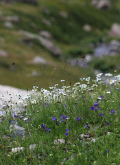 Flowers of Caucasus mountains