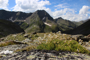 Fototapeta na wymiar Flowers on top of mountains