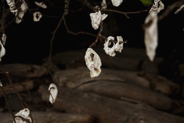 shells in tree 