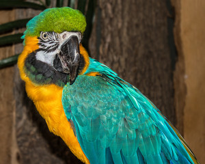 Blue and Yellow Macaw