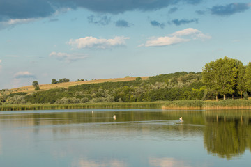 Beautiful panorama of the lake with pelicans