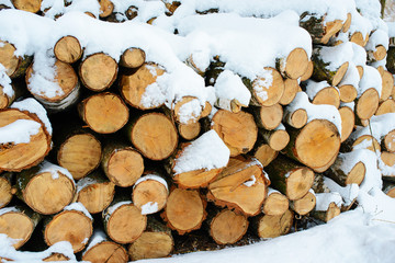 Logging stack in the forest during the winter