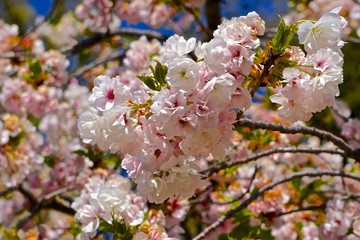 Close-up of the branches of a cherry blossom tree in full bloom.