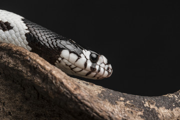Black and white snake
