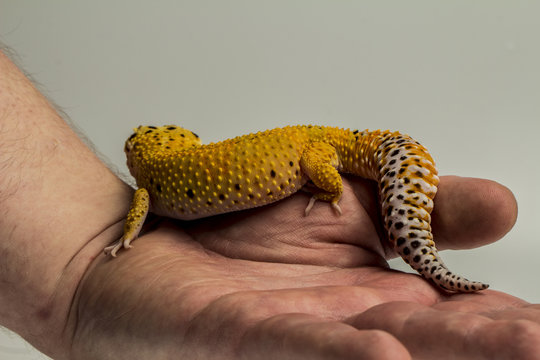 Geopard-gekko yellow