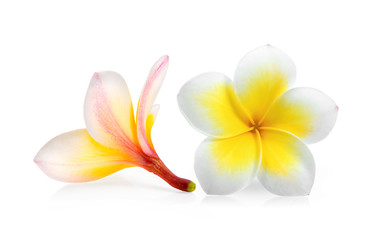 frangipani isolated on white background