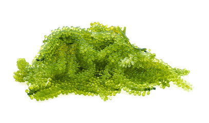 Fototapeta premium Umi-budou, grapes seaweed or green caviar isolated on white background