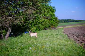 white goat grazing on a green meadow on a sunny day