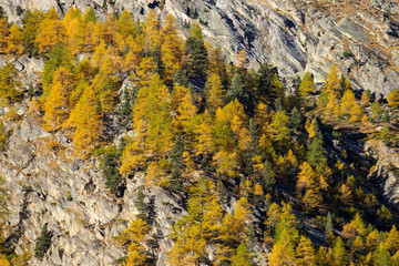 Fall colors in high mountain. Autumn foliage of larch trees on rocks. Photo taken at an altitude of 1800 meters. Aosta valley, Italy