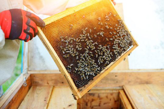 The beekeeper takes the frame with honeycomb from the hive